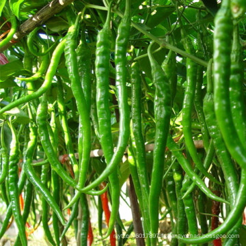 HP09 Fuguo vert F1 hybride piment / graines de piment dans les graines de légumes